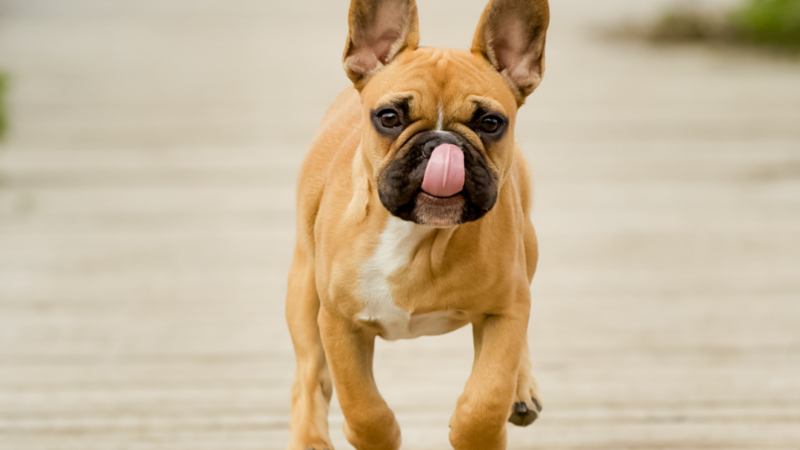 11 Things French Bulldogs Like to Do