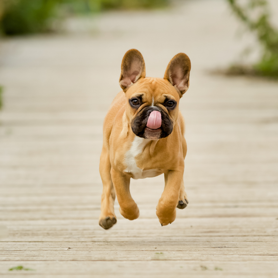 11 Things French Bulldogs Like to Do