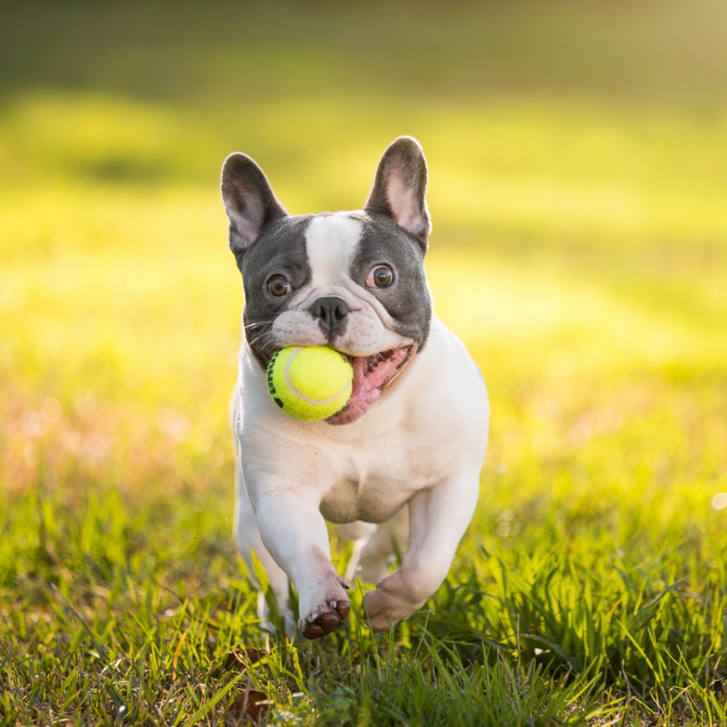 what french bulldogs like