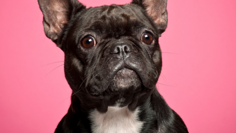 How To Clean French Bulldog Folds
