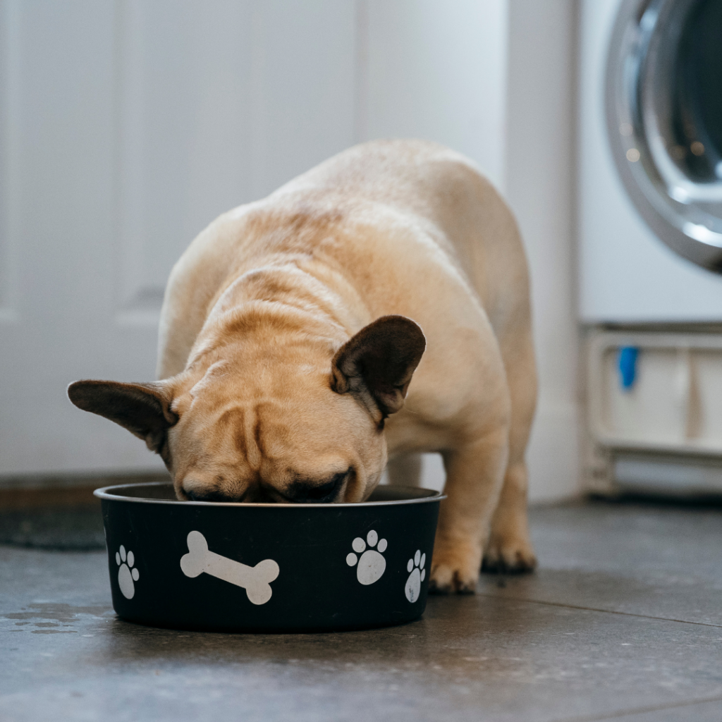 french bulldogs watermelon