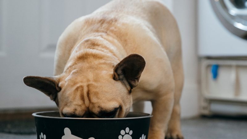 Can French Bulldogs Eat Watermelon?