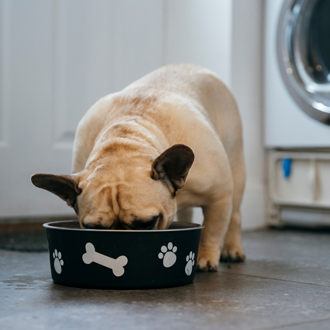 Can French Bulldogs Eat Watermelon?