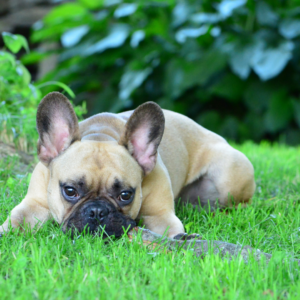 The Ultimate Guide to Training a French Bulldog