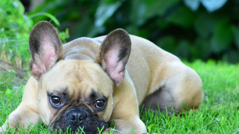 The Ultimate Guide to Training a French Bulldog