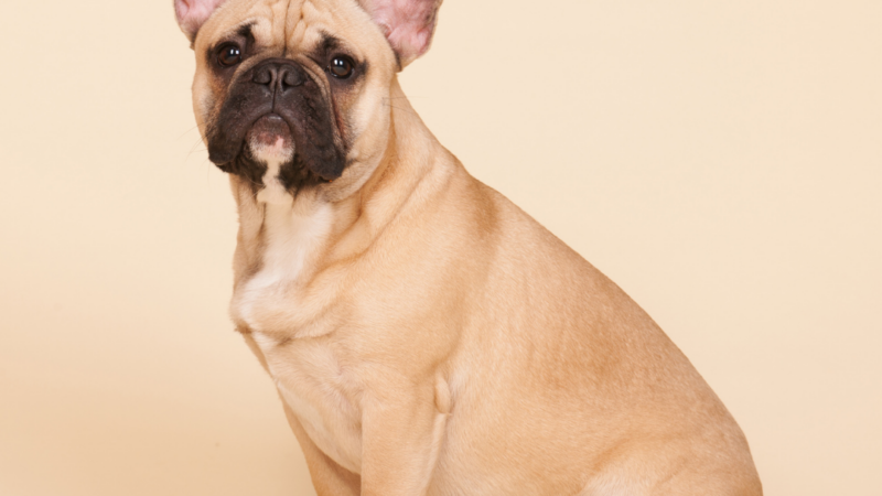 8 Stress-Free Tips For Traveling With Your French Bulldog