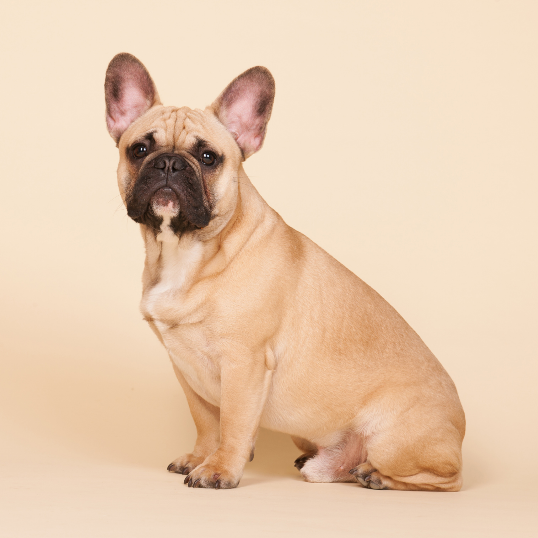 8 Stress-Free Tips For Traveling With Your French Bulldog