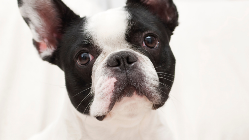 12 Steps To Caring for Your French Bulldog