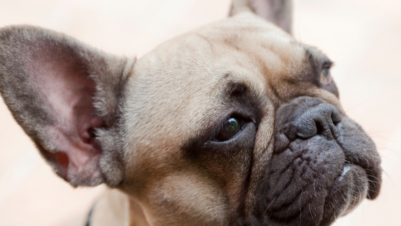 The 5 Best French Bulldog Crates