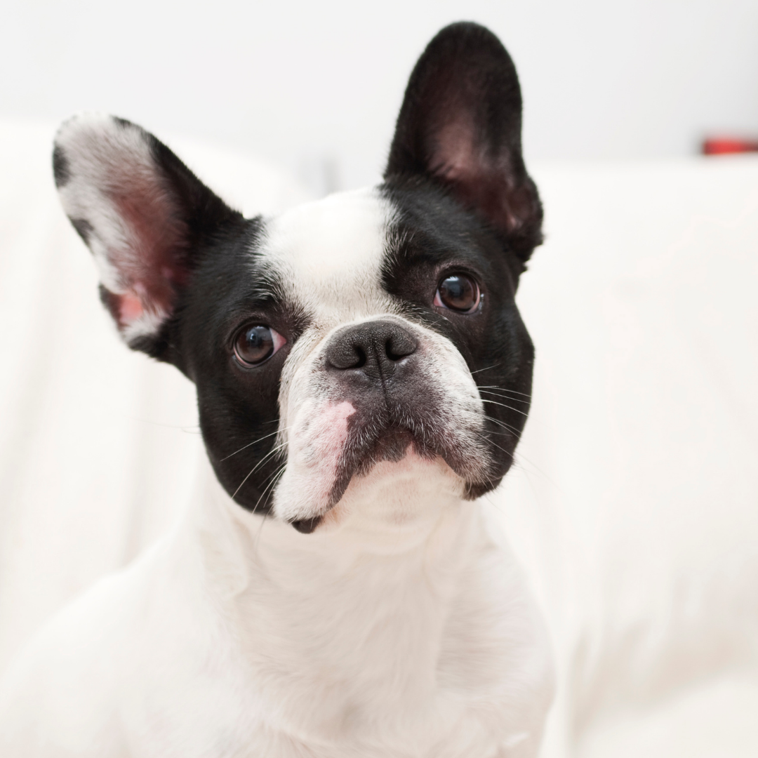 12 Steps To Caring for Your French Bulldog