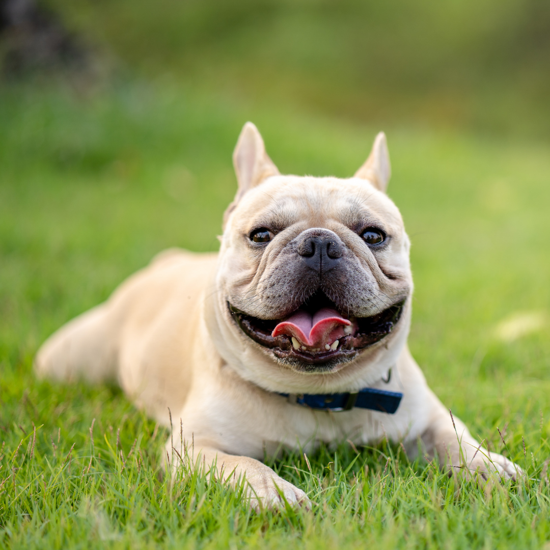 Are French Bulldogs Good With Allergies