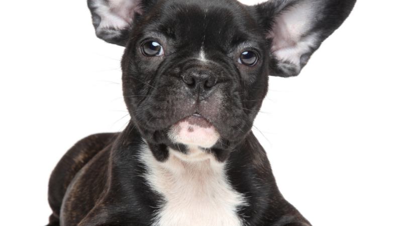 The Best Ear Cleaners for French Bulldogs: 7 Top Picks Reviewed