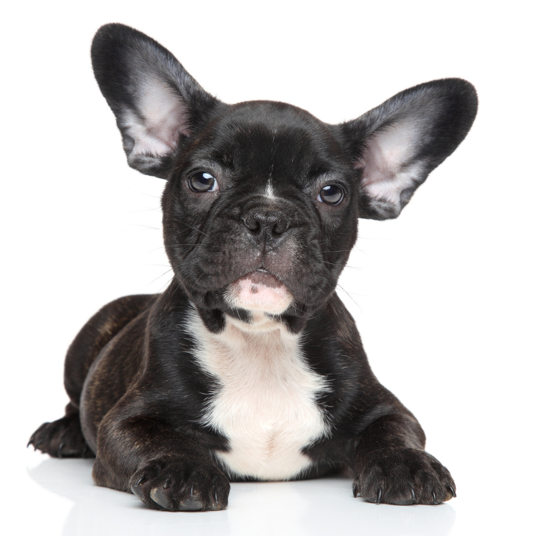 The Best Ear Cleaners for French Bulldogs: 7 Top Picks Reviewed
