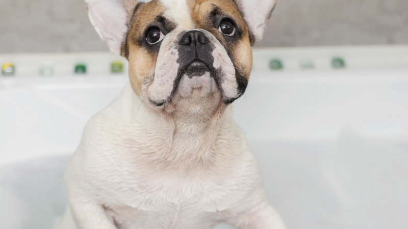 The Best Shampoo for French Bulldogs: Our Top 7 Picks for 2022