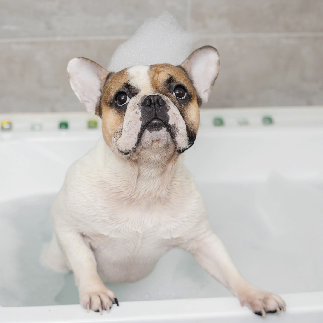 The Best Shampoo for French Bulldogs: Our Top 7 Picks for 2022