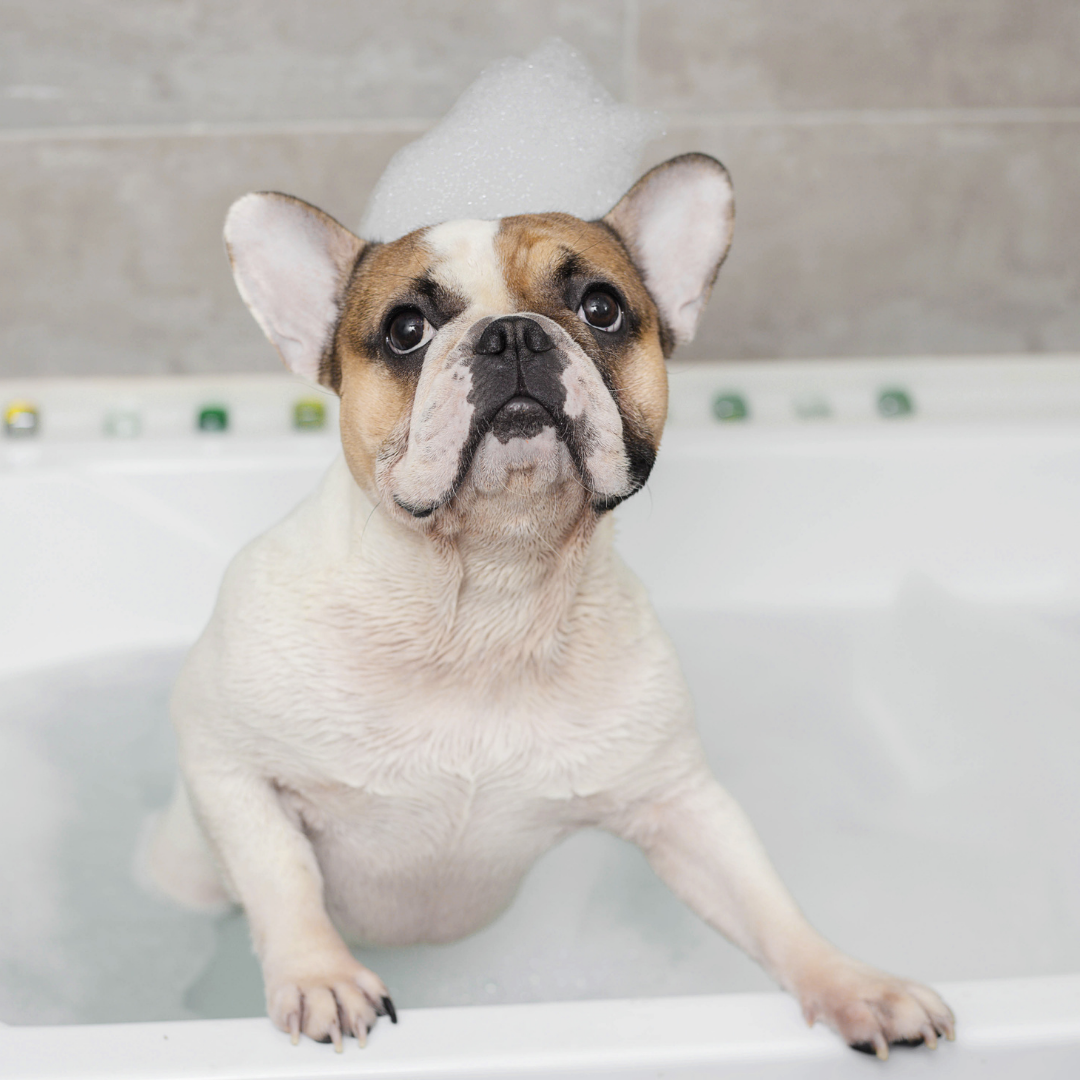 The Best Shampoo for French Bulldogs: Our Top 7 Picks for 2024