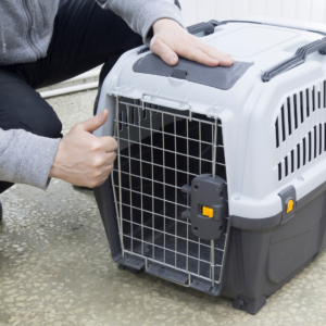 Airline Approved Dog Carriers for French Bulldogs – Our Top 5 Picks