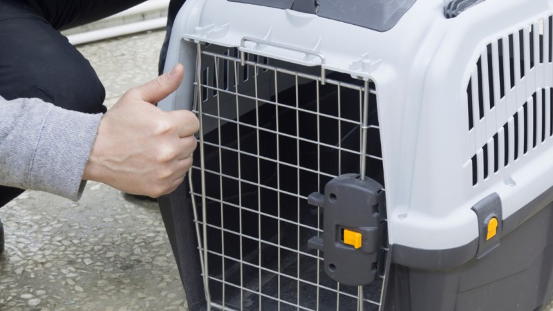 Airline Approved Dog Carriers for French Bulldogs – Our Top 5 Picks