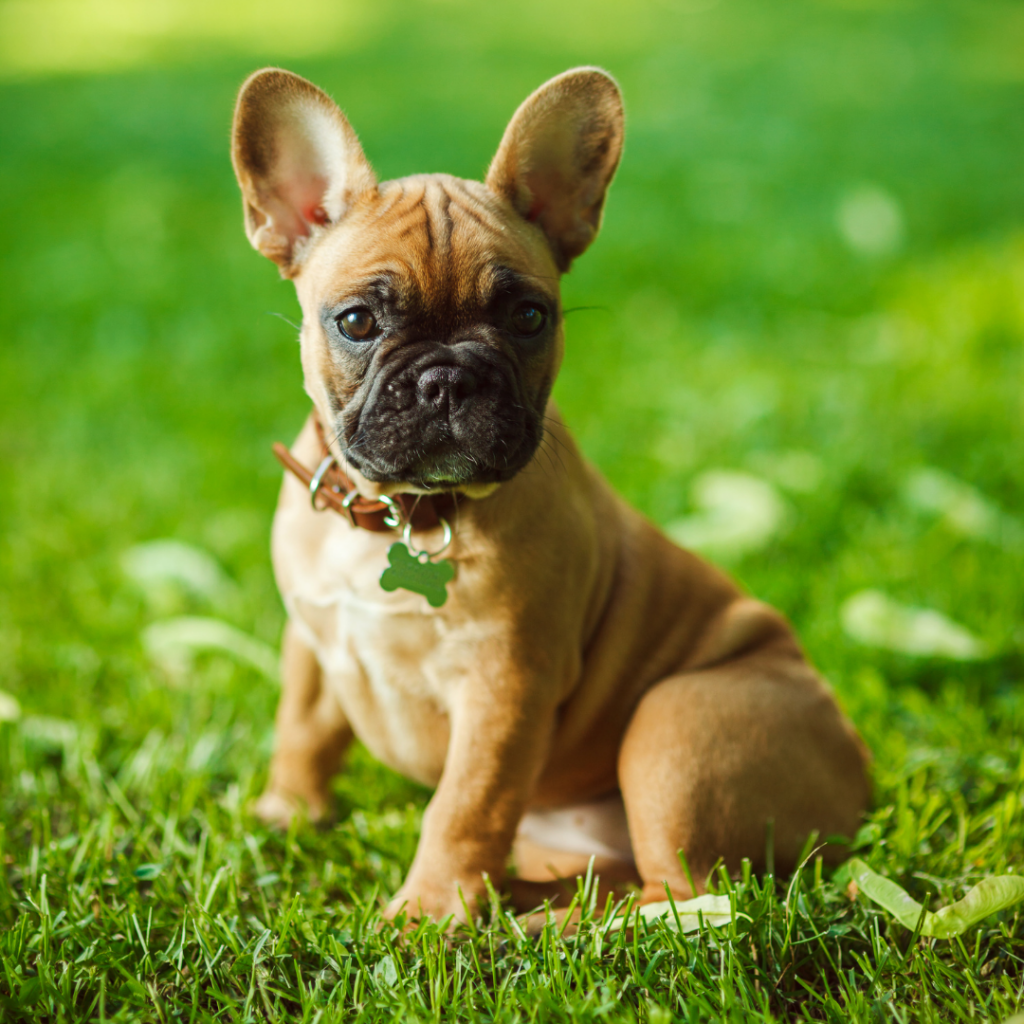 best food for french bulldogs with skin allergies