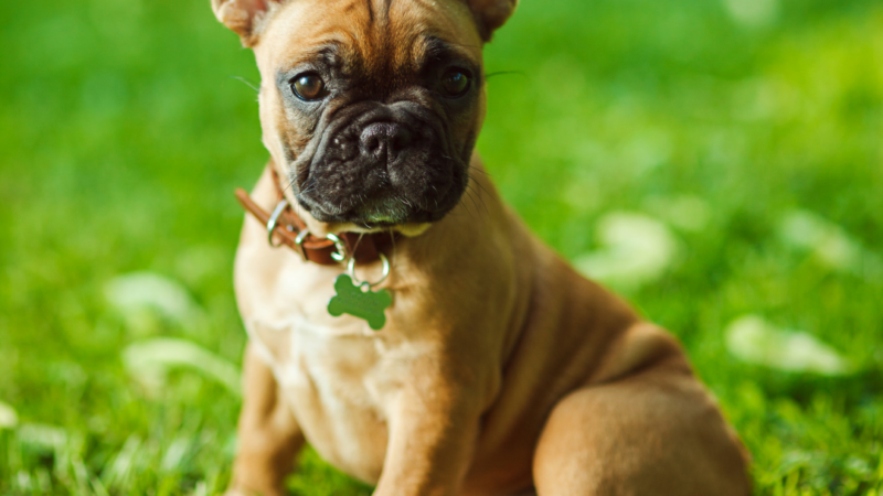 The Best Food Choices for French Bulldogs With Skin Allergies