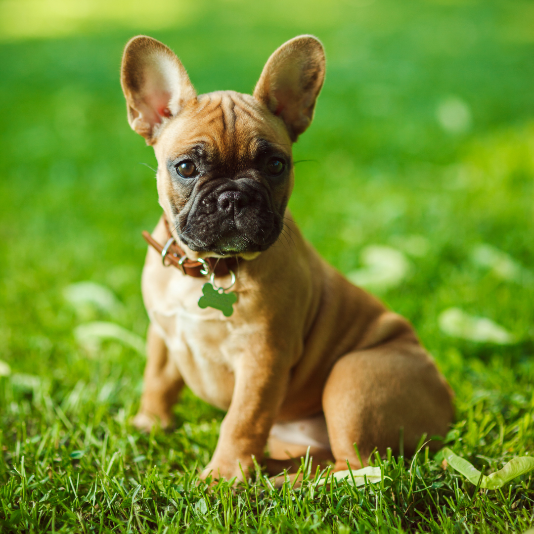 The Best Food Choices for French Bulldogs With Skin Allergies