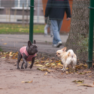 Are French Bulldogs Friendly to Other Dog Breeds?