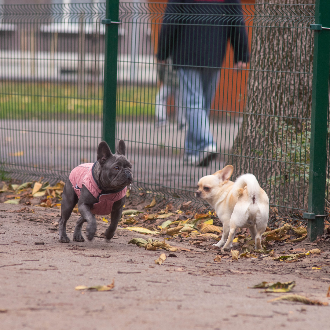 Do French Bulldogs Get Along with Other Breeds? Interactions & Compatibility