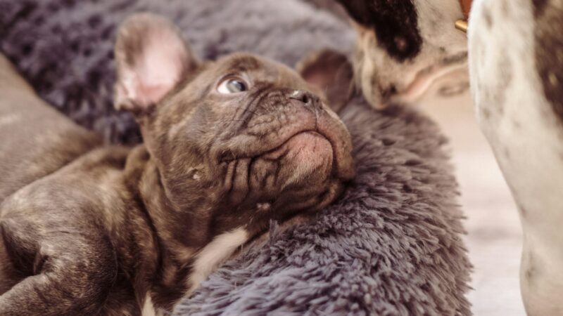 The Best Bed For French Bulldog: Your 5 Top Choices
