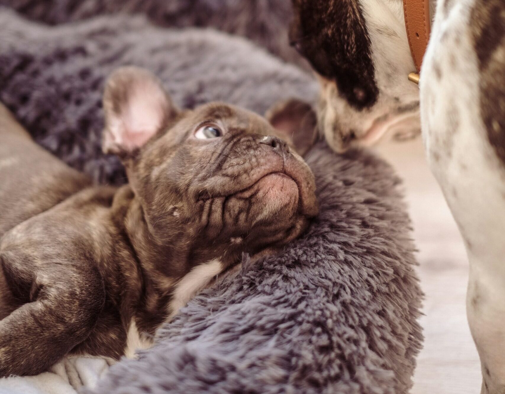 The Best Bed For French Bulldog: Your 5 Top Choices