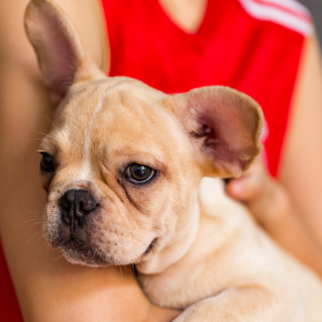 are french bulldogs affectionate