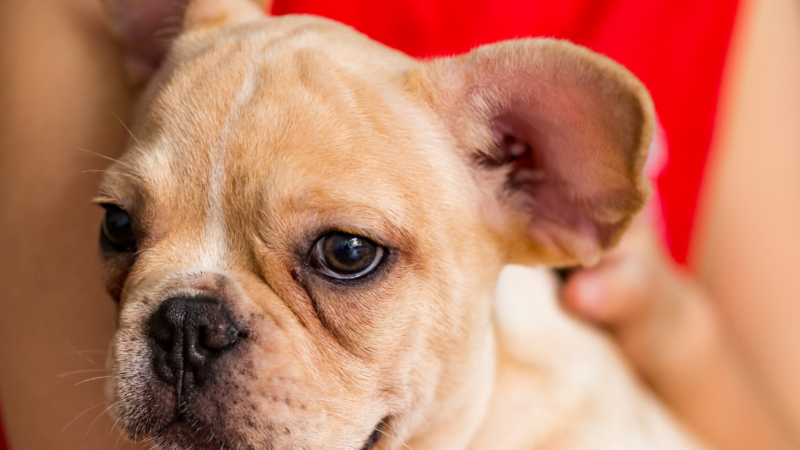 Are French Bulldogs Affectionate?