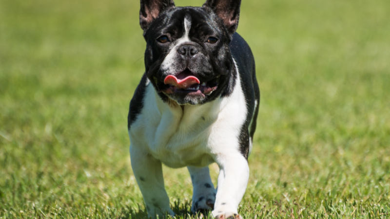 Are French Bulldogs Friendly?