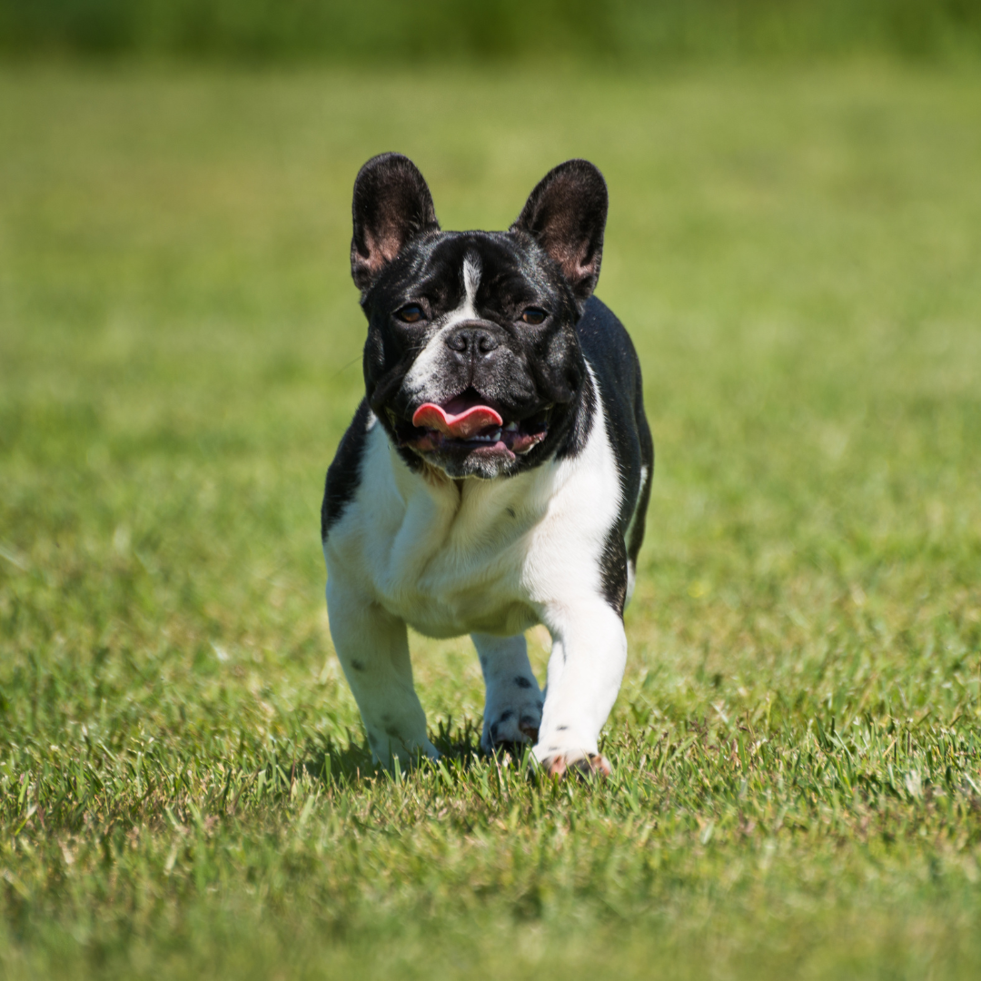 Are French Bulldogs Friendly?