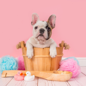 French Bulldogs: Are They High Maintenance?