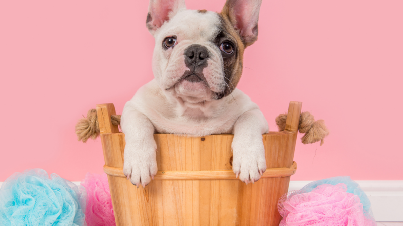 French Bulldogs: Are They High Maintenance?