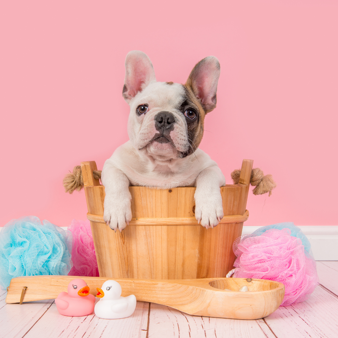 French Bulldogs: Are They High Maintenance?