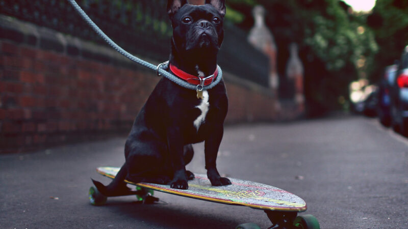 5 Best Skateboards for French Bulldogs in 2026