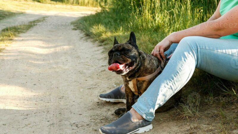 4 Best Brushes for French Bulldog Shedding in 2025