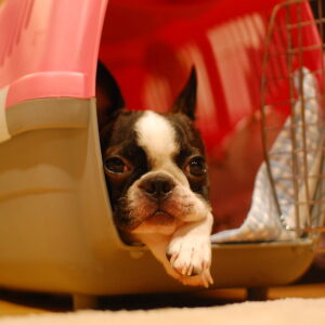 Best Crate for French Bulldog