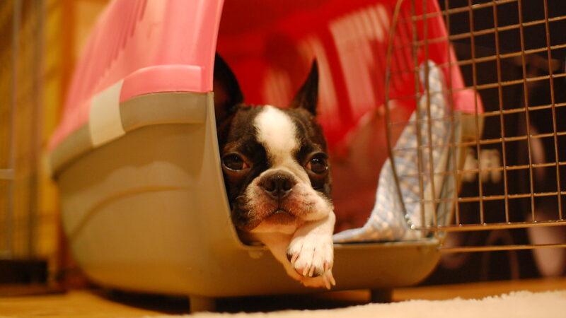 Best Crate for French Bulldog
