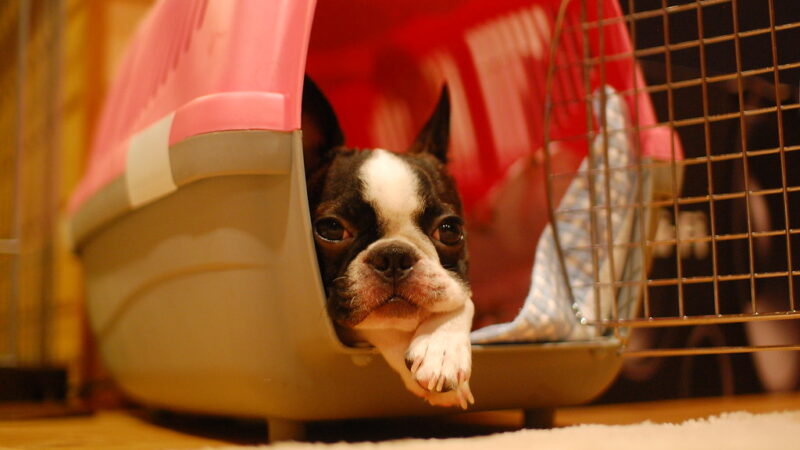 The Best Crates for French Bulldogs