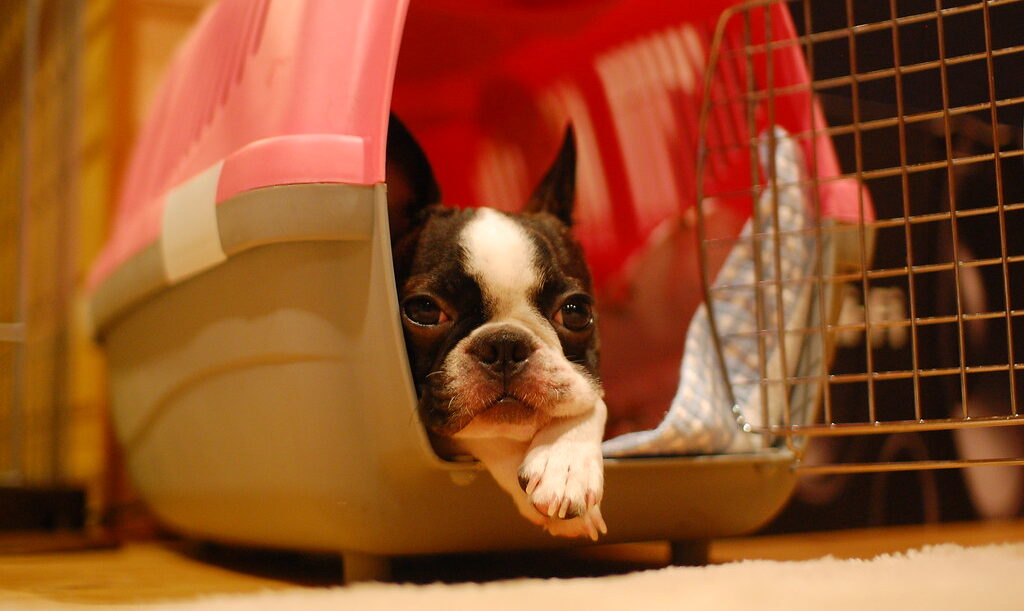 The Best Crates for French Bulldogs