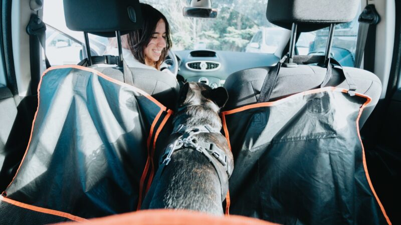 Best Car Seat for French Bulldog