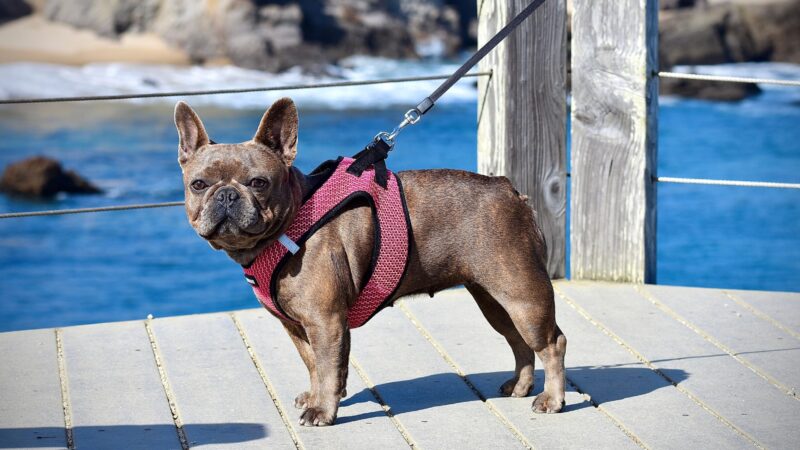 The Best Harnesses for French Bulldogs