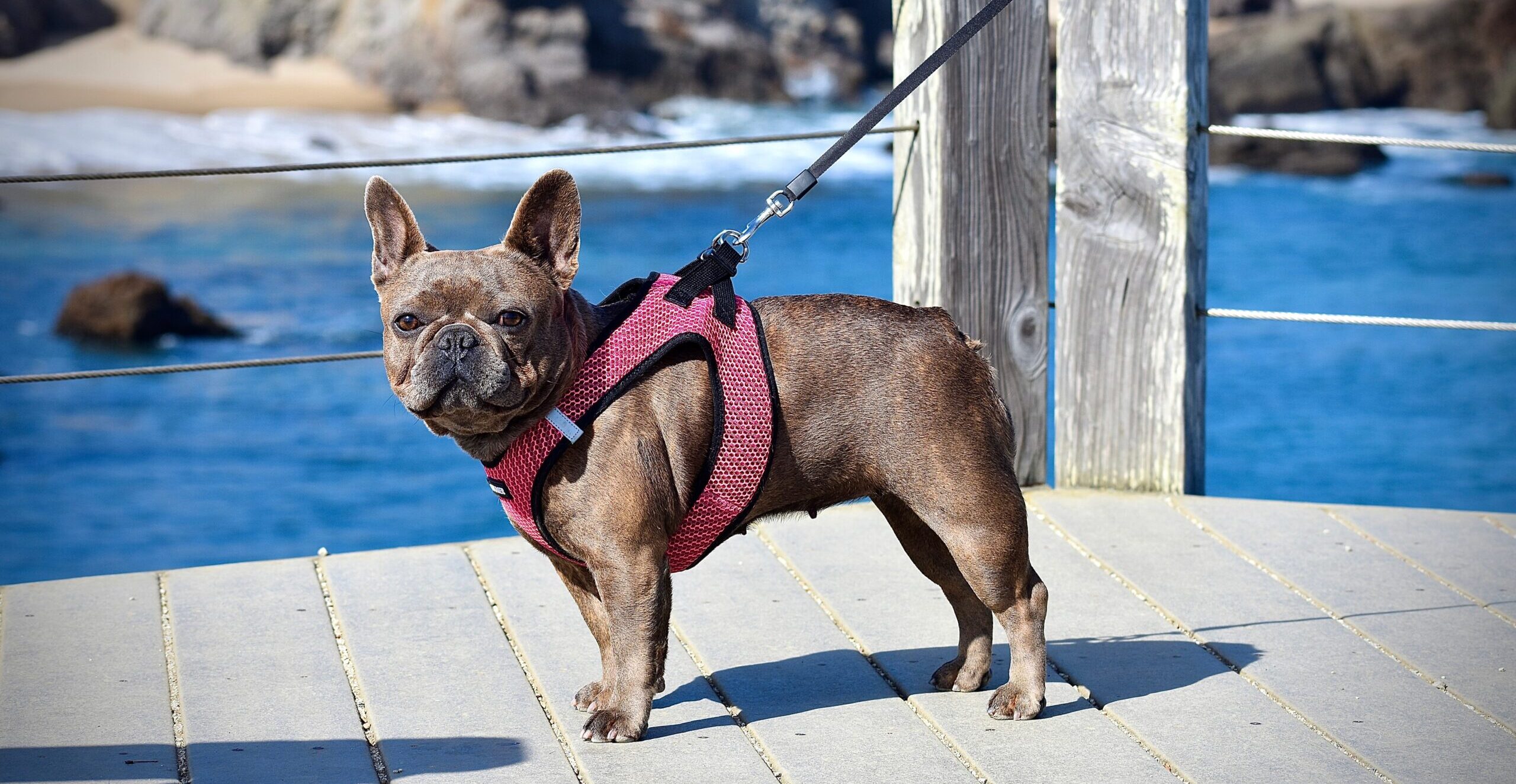 The Best Harnesses for French Bulldogs