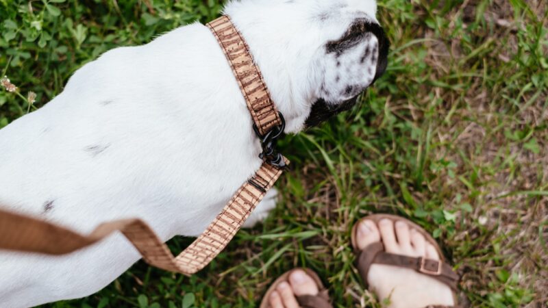 Best Collars for French Bulldogs