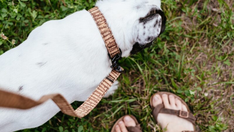 The Best Collars for French Bulldogs