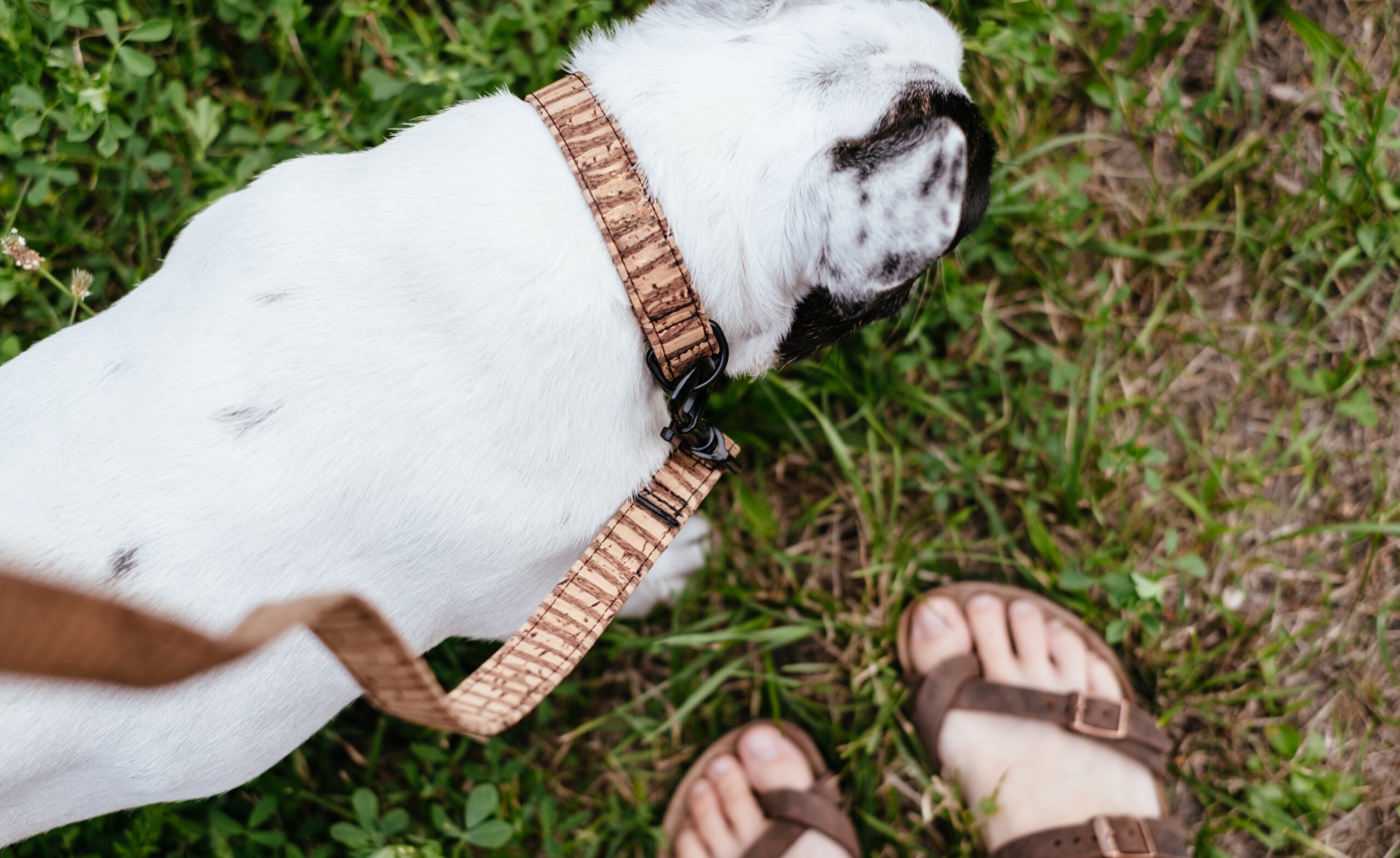 The Best Collars for French Bulldogs