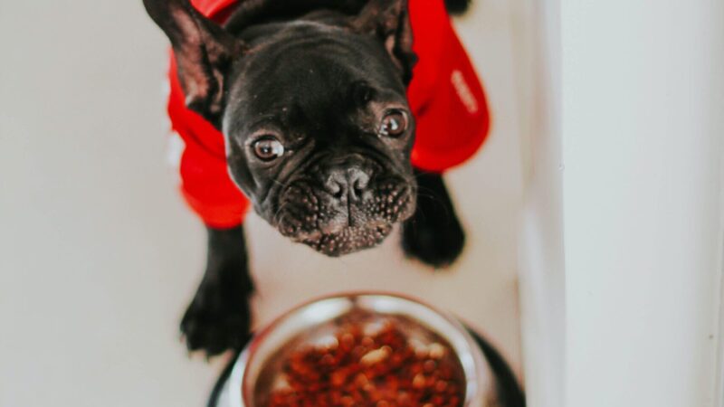 The Best Food for Gassy French Bulldogs