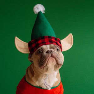 Best French Bulldog Costumes